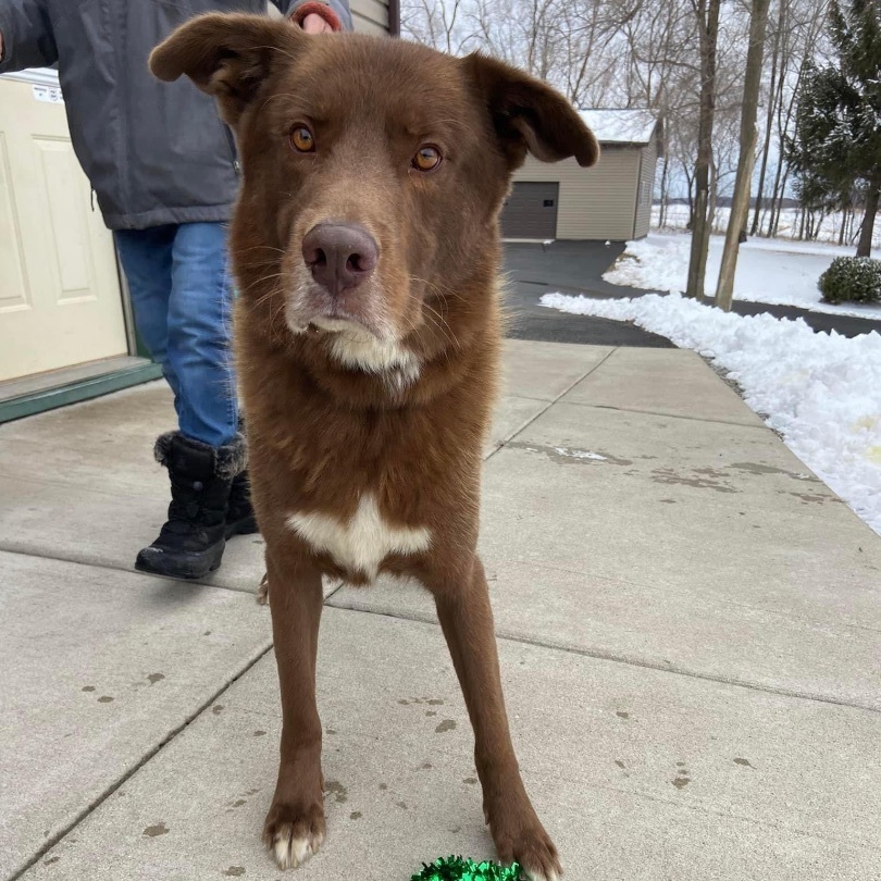 Prince, an adoptable Mixed Breed in Watertown, WI, 53094 | Photo Image 3