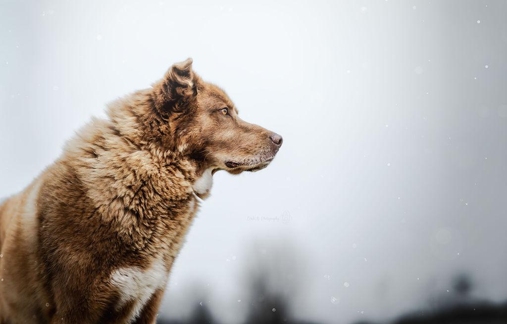 Enlarge Prince, a Adoptable mixed breed in Watertown, WI image 4/6