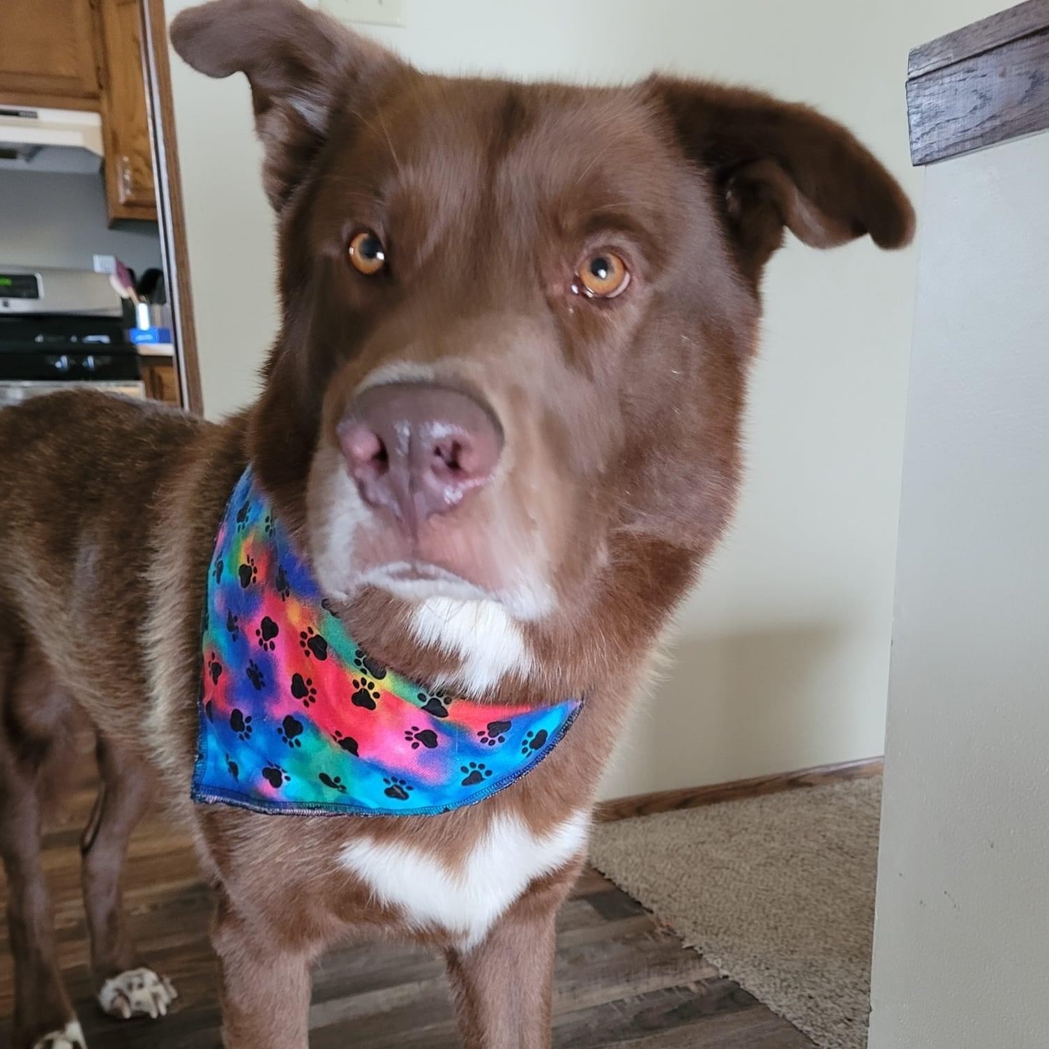 Prince, an adoptable Mixed Breed in Watertown, WI, 53094 | Photo Image 1