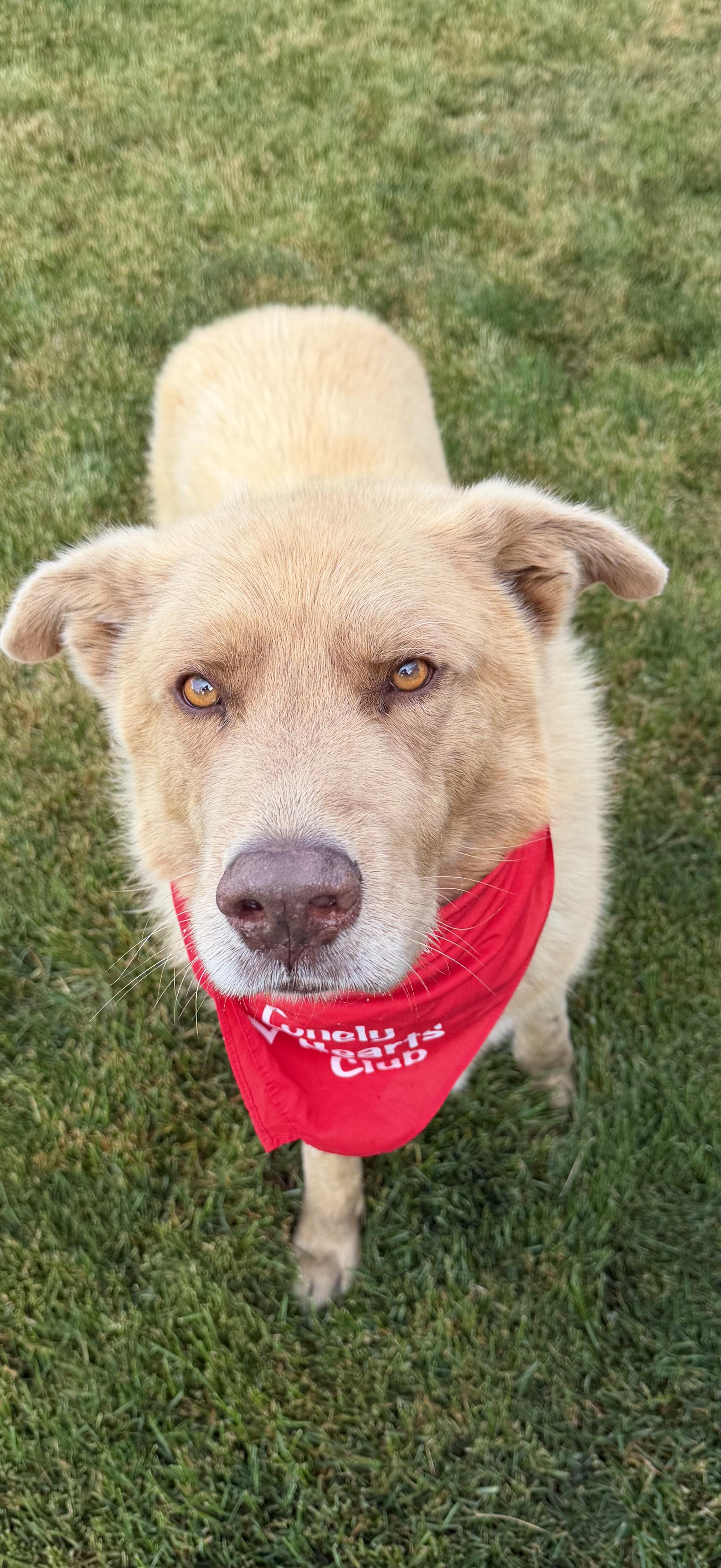 Prince, a Adoptable mixed breed in Watertown, WI image 3/6