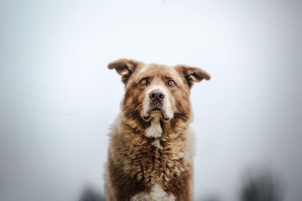 Enlarge Prince, a Adoptable mixed breed in Watertown, WI image 1/6