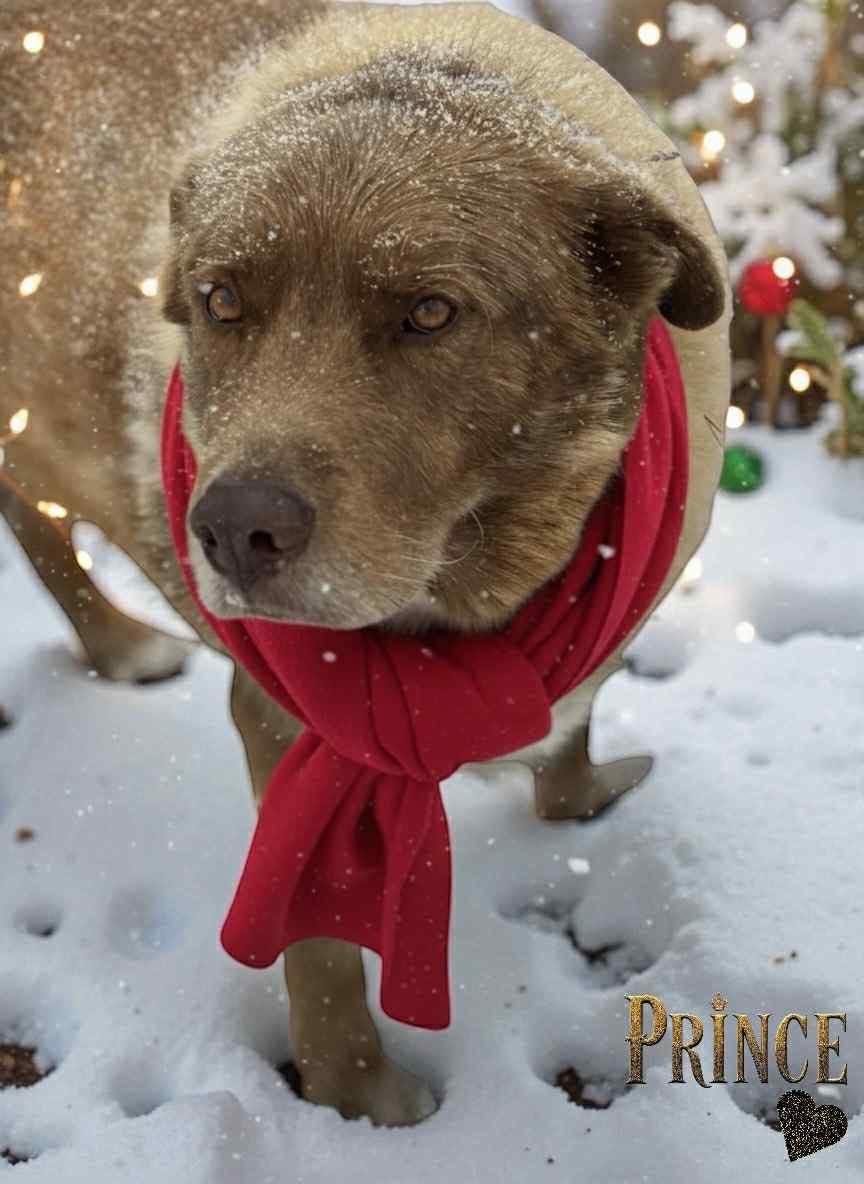 Prince, Adoptable, Senior Male Mixed Breed.