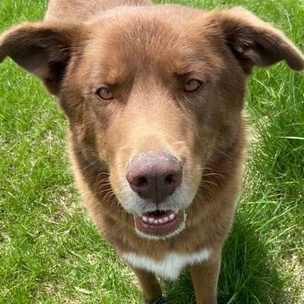 Prince, a Adoptable mixed breed in Watertown, WI image 2/2