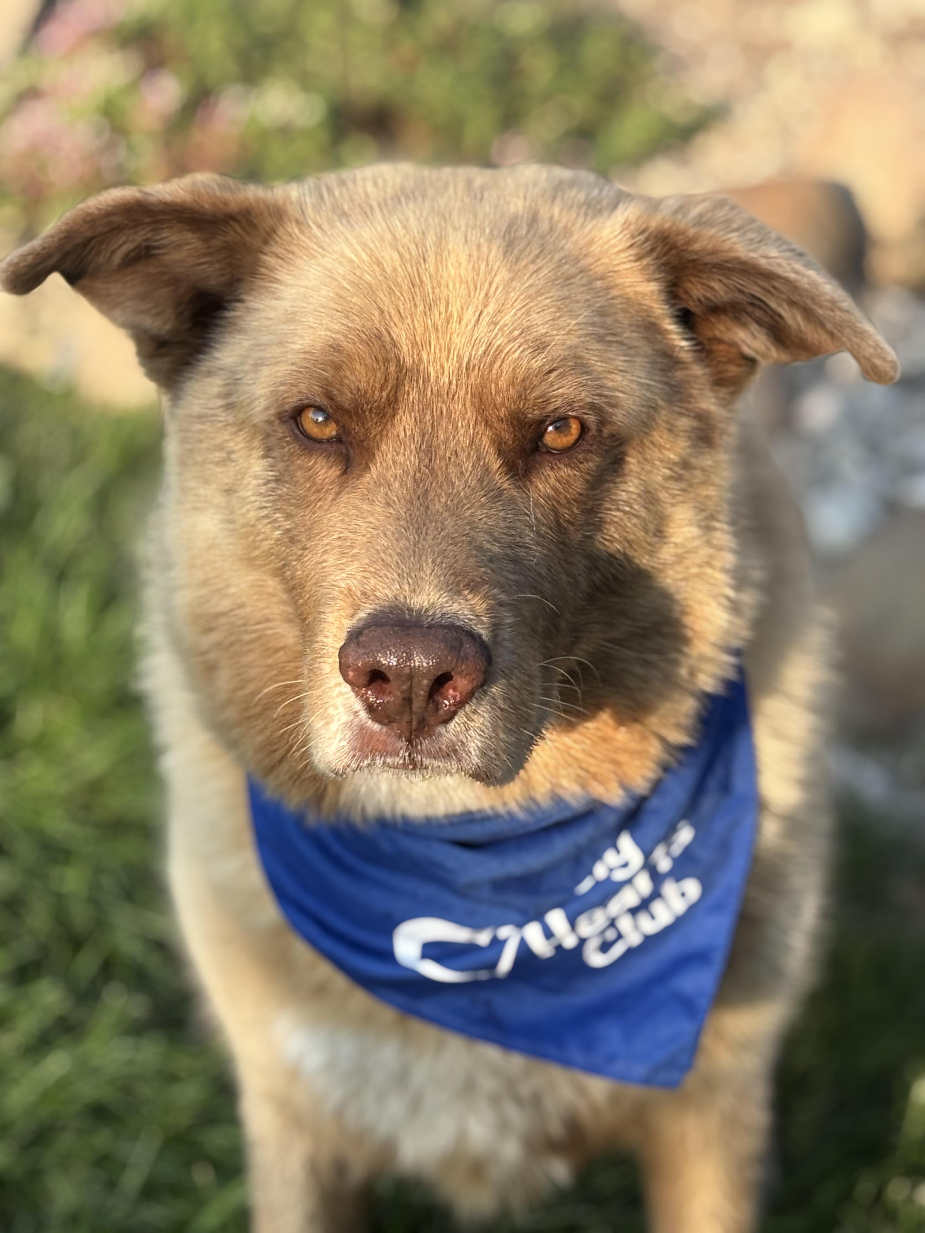 Prince, an adoptable Mixed Breed in Watertown, WI, 53094 | Photo Image 1