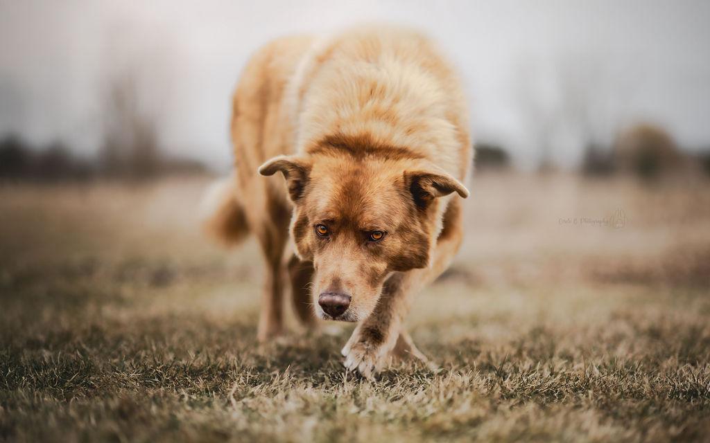 Enlarge Prince, a Adoptable mixed breed in Watertown, WI image 3/6