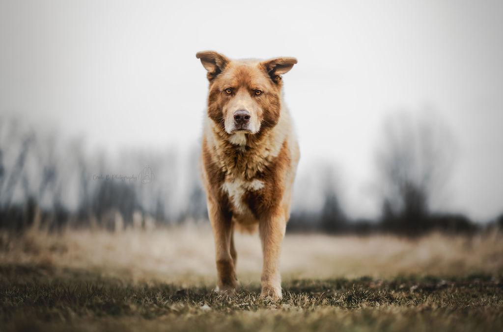Enlarge Prince, a Adoptable mixed breed in Watertown, WI image 5/6