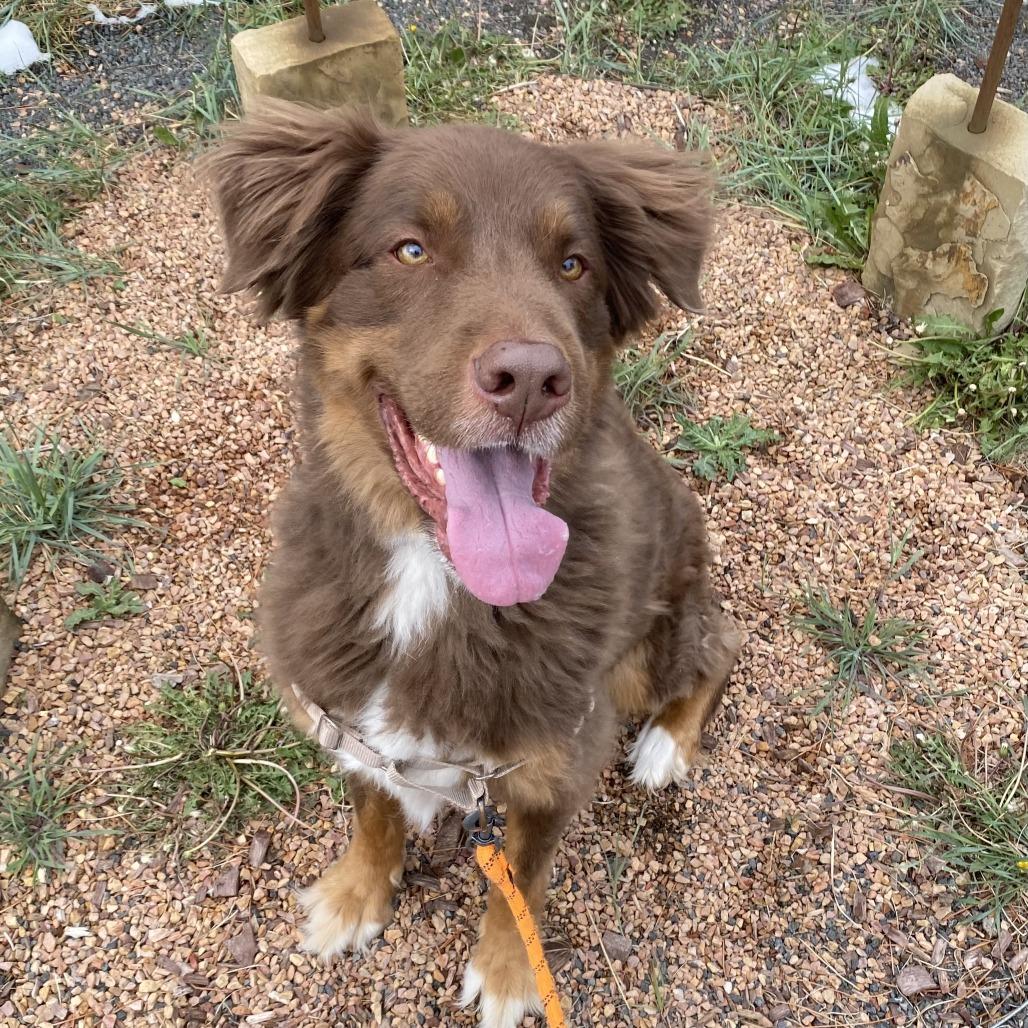 Ludo, Adoptable, Adult Male Australian Shepherd & Mixed Breed.