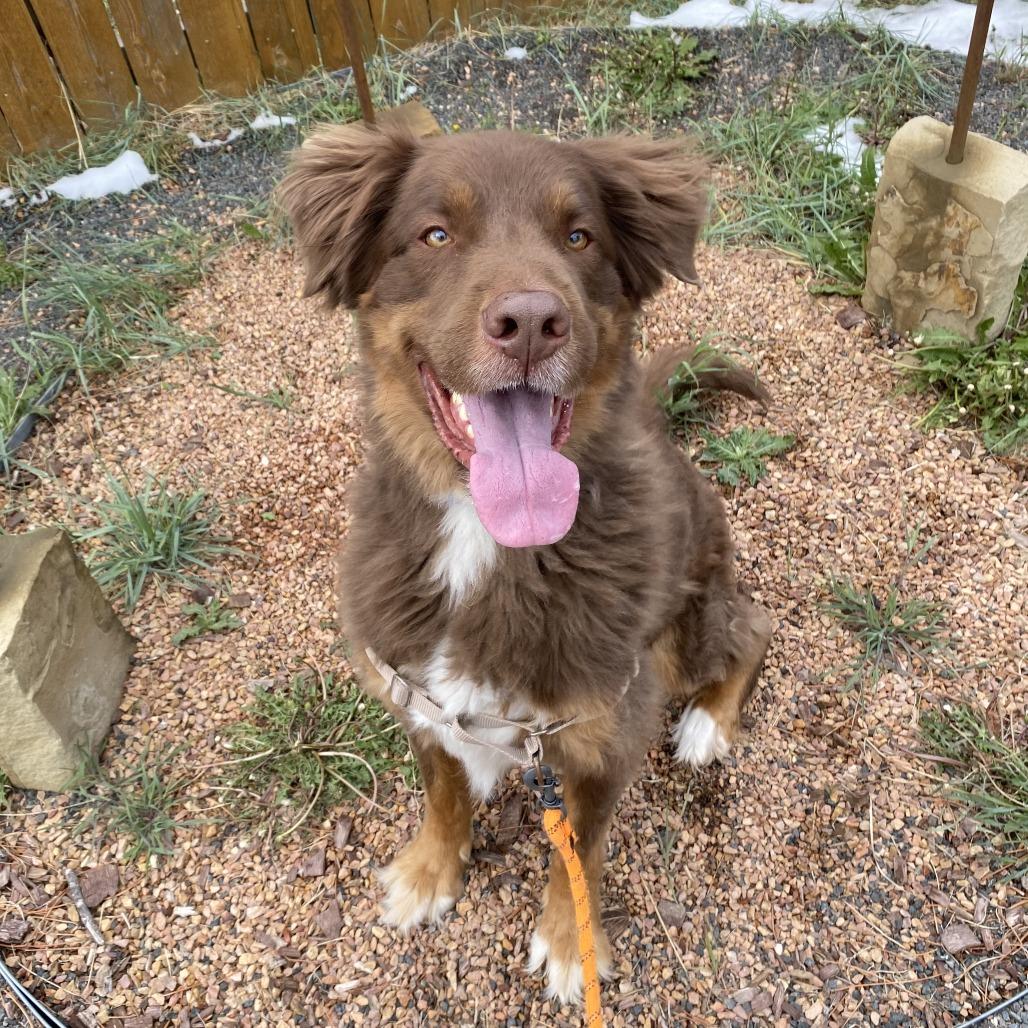 Enlarge Ludo, a Adoptable mixed breed in Cheyenne, WY image 2/2