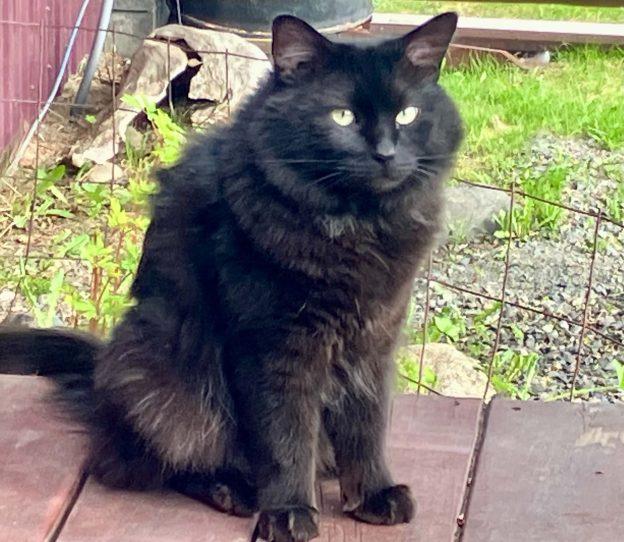Enlarge Lunar, a ADOPTABLE Domestic Long Hair in Homer, AK image 1/1