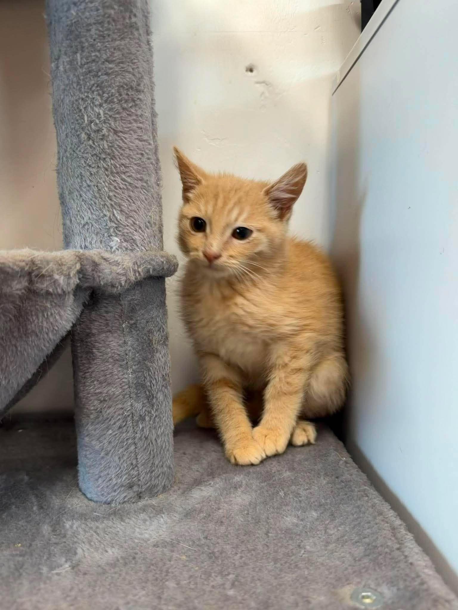 Enlarge Scorch, a ADOPTABLE Domestic Short Hair in Roosevelt, UT image 3/4