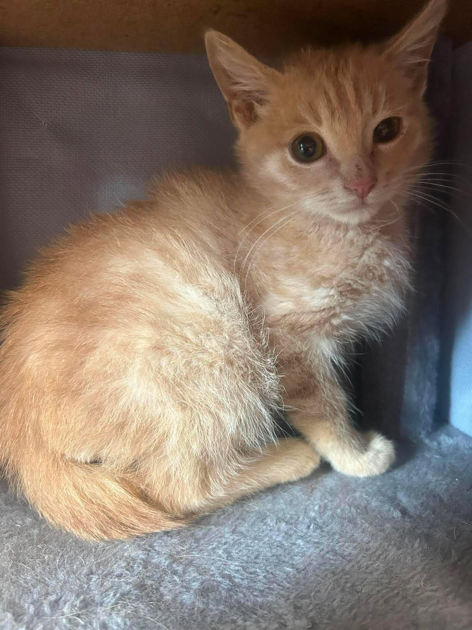 Scorch, ADOPTABLE, Young Male Domestic Short Hair.