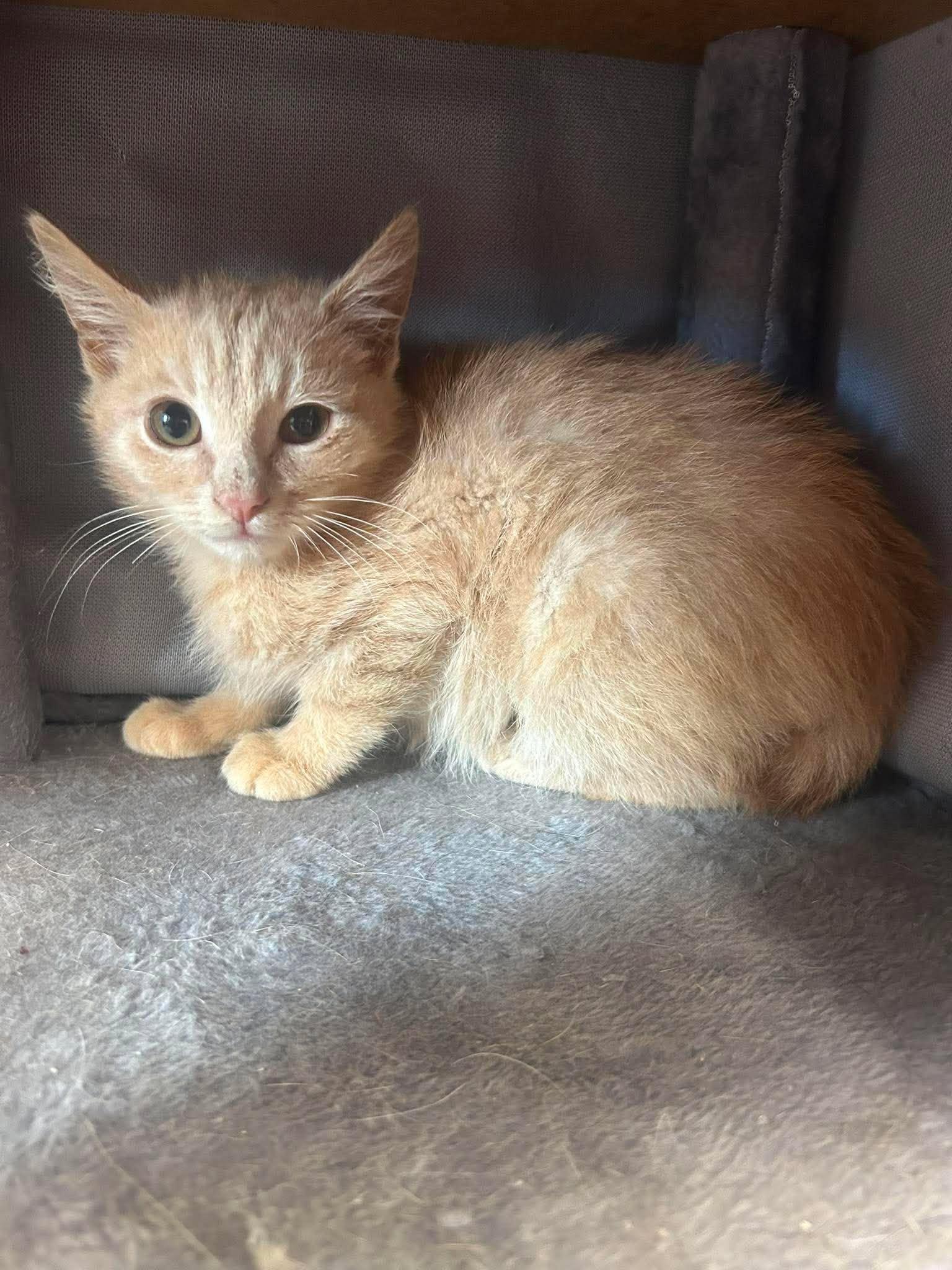 Enlarge Scorch, a ADOPTABLE Domestic Short Hair in Roosevelt, UT image 4/4