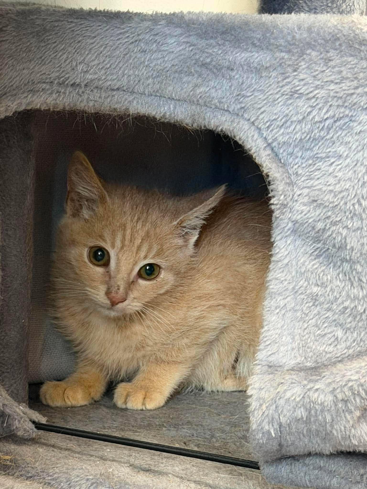 Enlarge Scorch, a ADOPTABLE Domestic Short Hair in Roosevelt, UT image 2/4