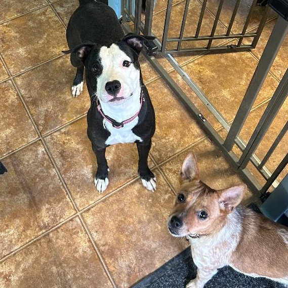 Enlarge Mickey, a ADOPTABLE mixed breed in Spencer, IN image 2/2