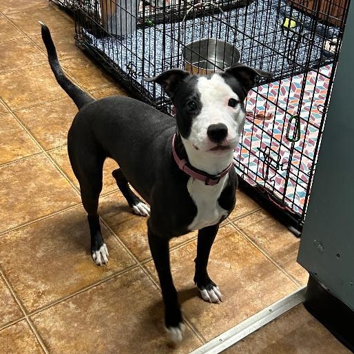 Mickey, ADOPTABLE, Young Female Mixed Breed.
