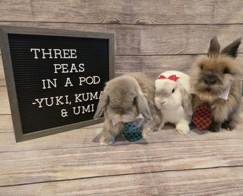 Yuki, Adoptable, Adult Female Holland Lop.