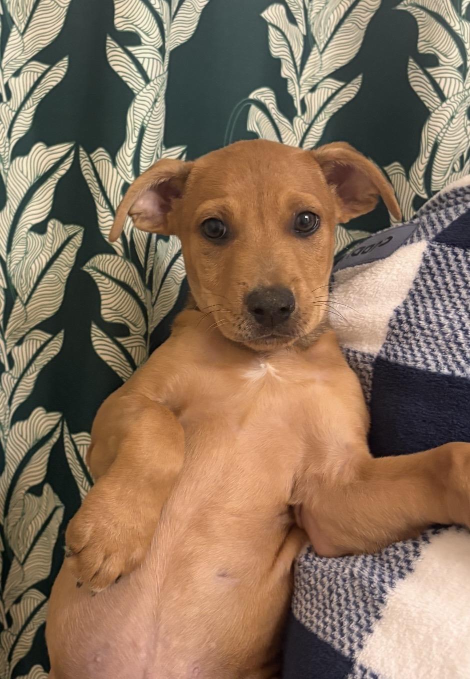 Enlarge Miles, an adopted mixed breed in Palm springs, FL image 1/1