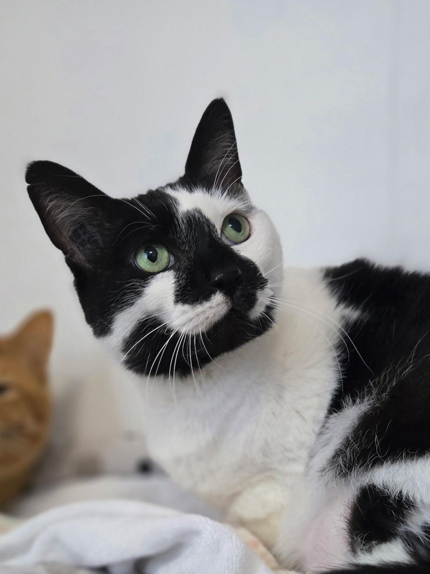 Enlarge Piper , a ADOPTABLE Domestic Short Hair in Chilliwack, BC image 1/1