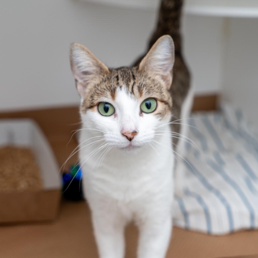 Babykins, Adoptable, Young Female Domestic Short Hair.