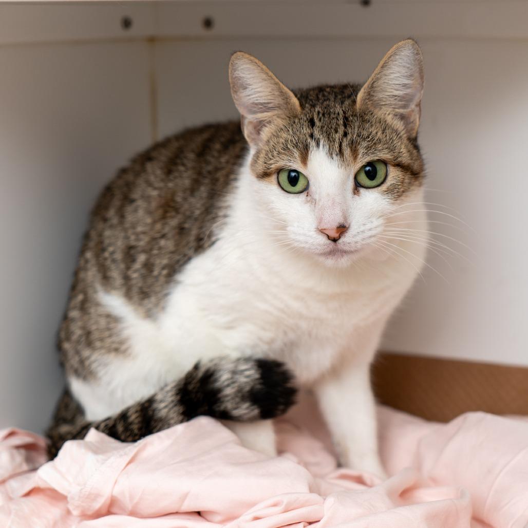 Enlarge Babykins, a Adoptable Domestic Short Hair in New York, NY image 2/3