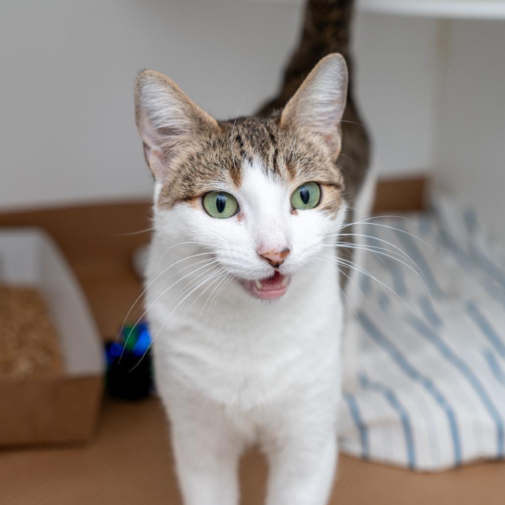 Enlarge Babykins, a Adoptable Domestic Short Hair in New York, NY image 3/3
