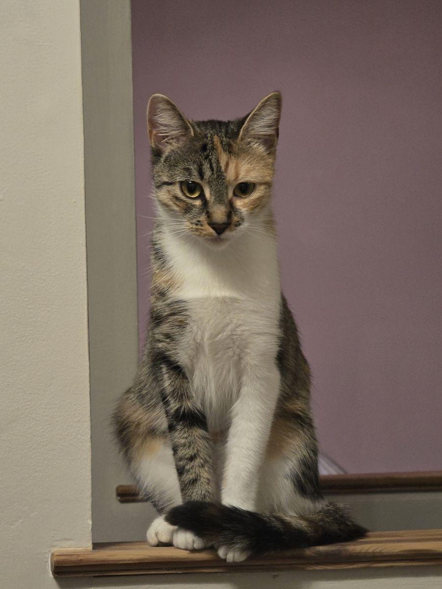 Tinkerbell