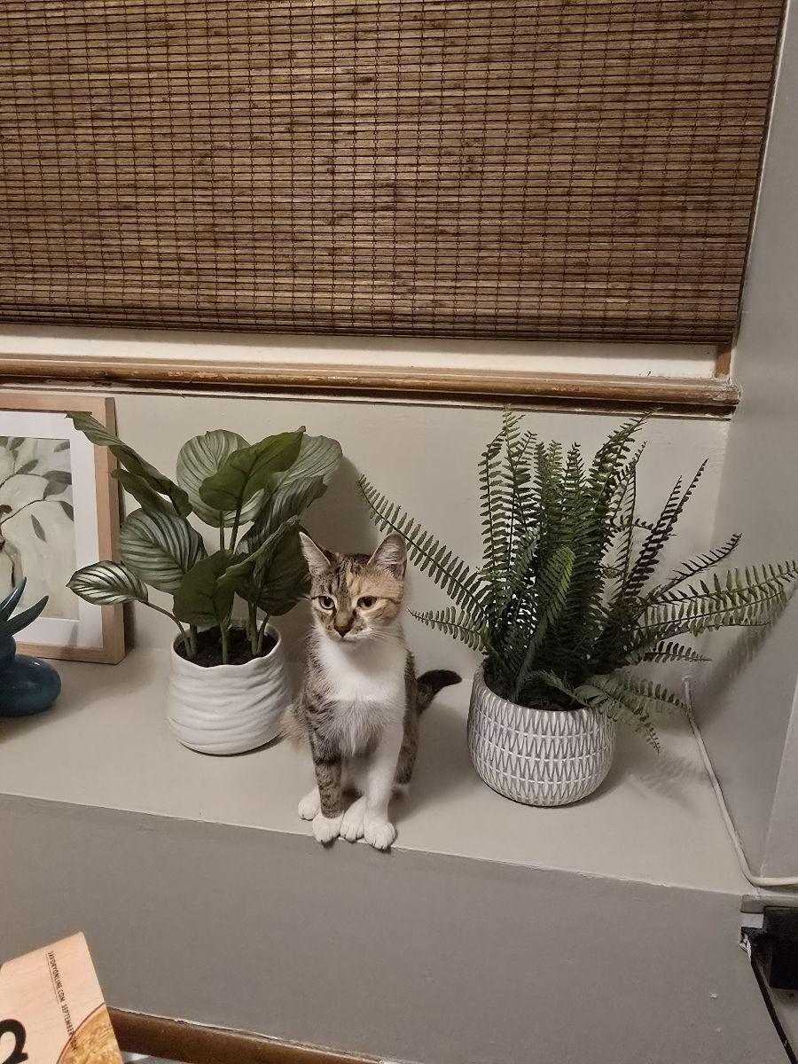 Tinkerbell
