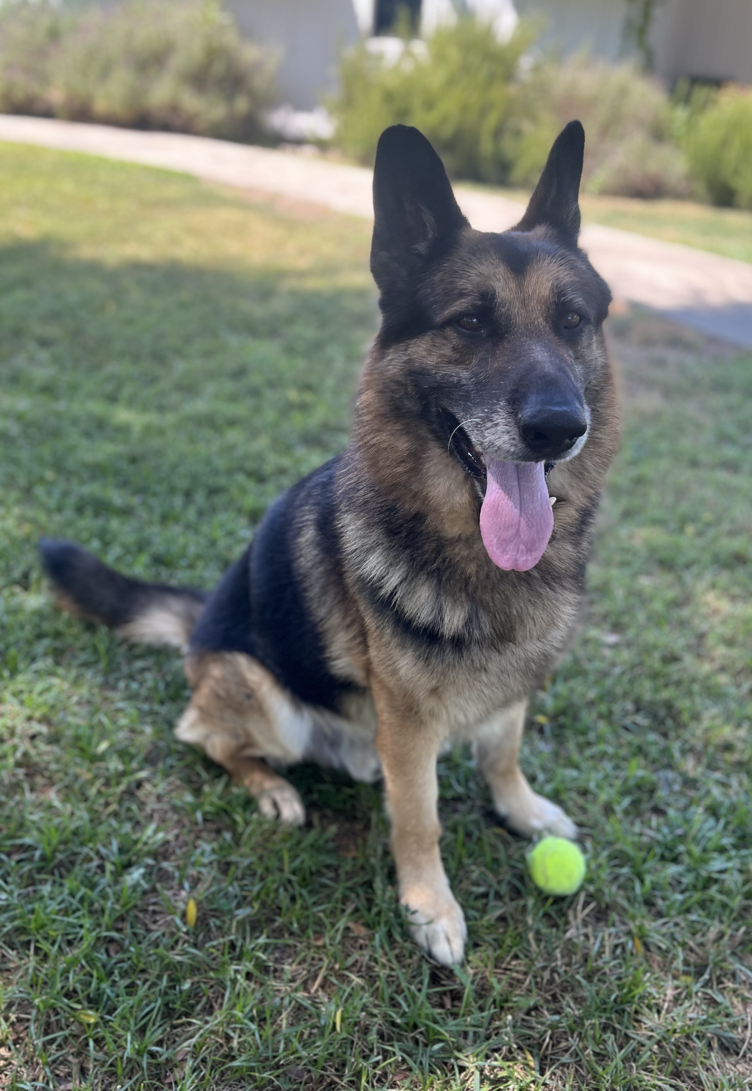 LUCAS, a Adoptable German Shepherd Dog in Los Angeles, CA image 2/3