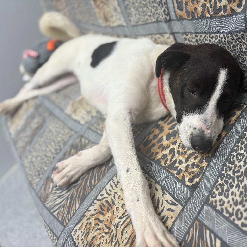 Enlarge Max, a ADOPTABLE mixed breed in Monticello, IA image 6/6