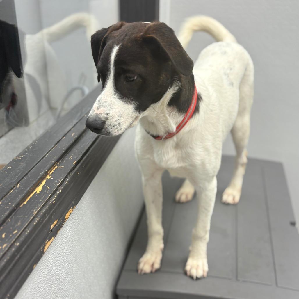 Enlarge Max, a ADOPTABLE mixed breed in Monticello, IA image 3/6