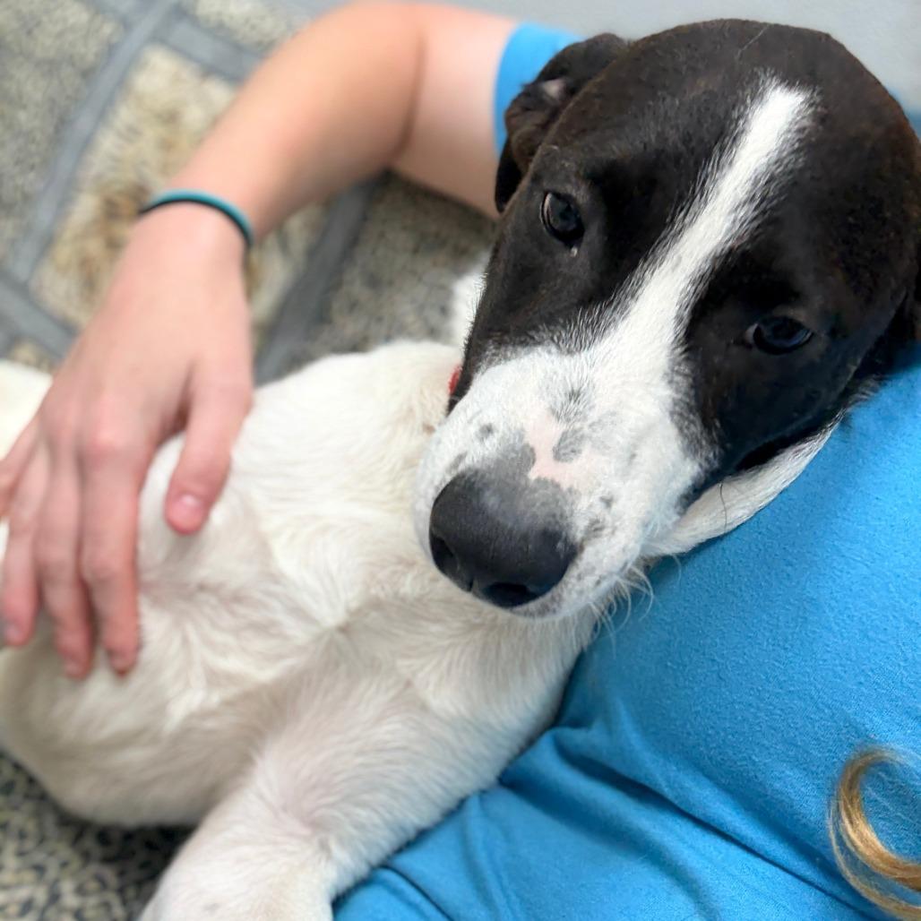 Enlarge Max, a ADOPTABLE mixed breed in Monticello, IA image 5/6