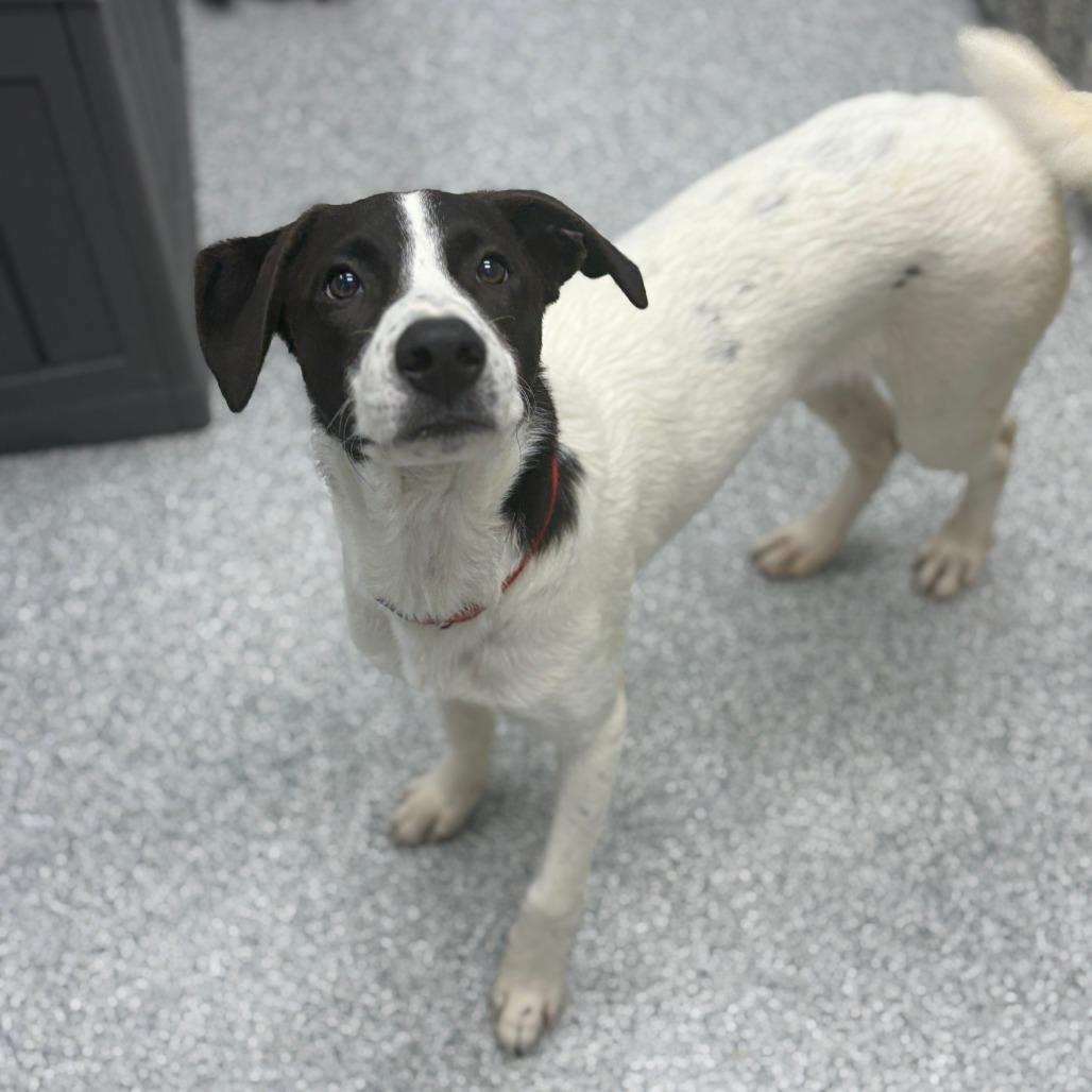 Max, ADOPTABLE, Young Male German Shorthaired Pointer & Mixed Breed.