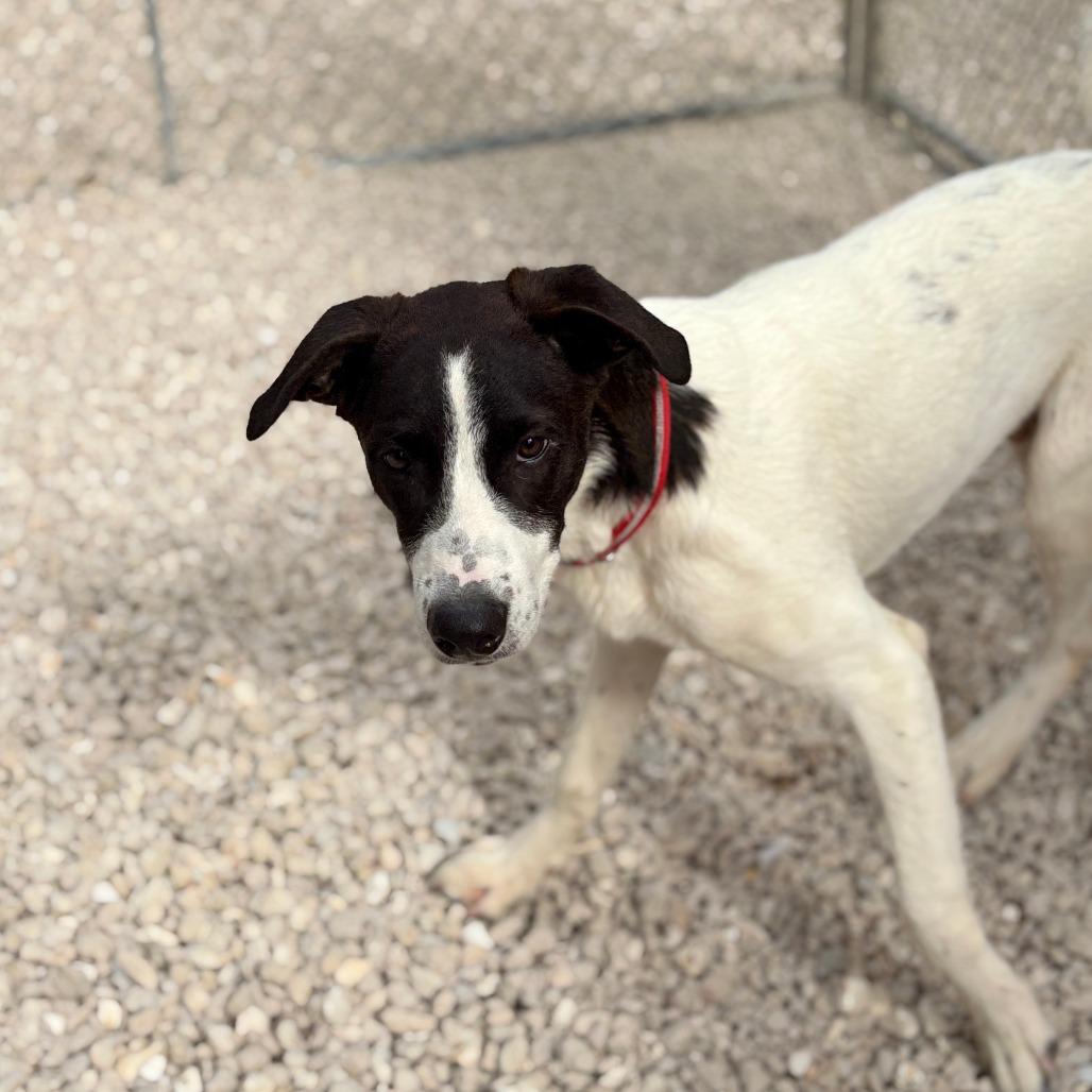 Enlarge Max, a ADOPTABLE mixed breed in Monticello, IA image 4/6