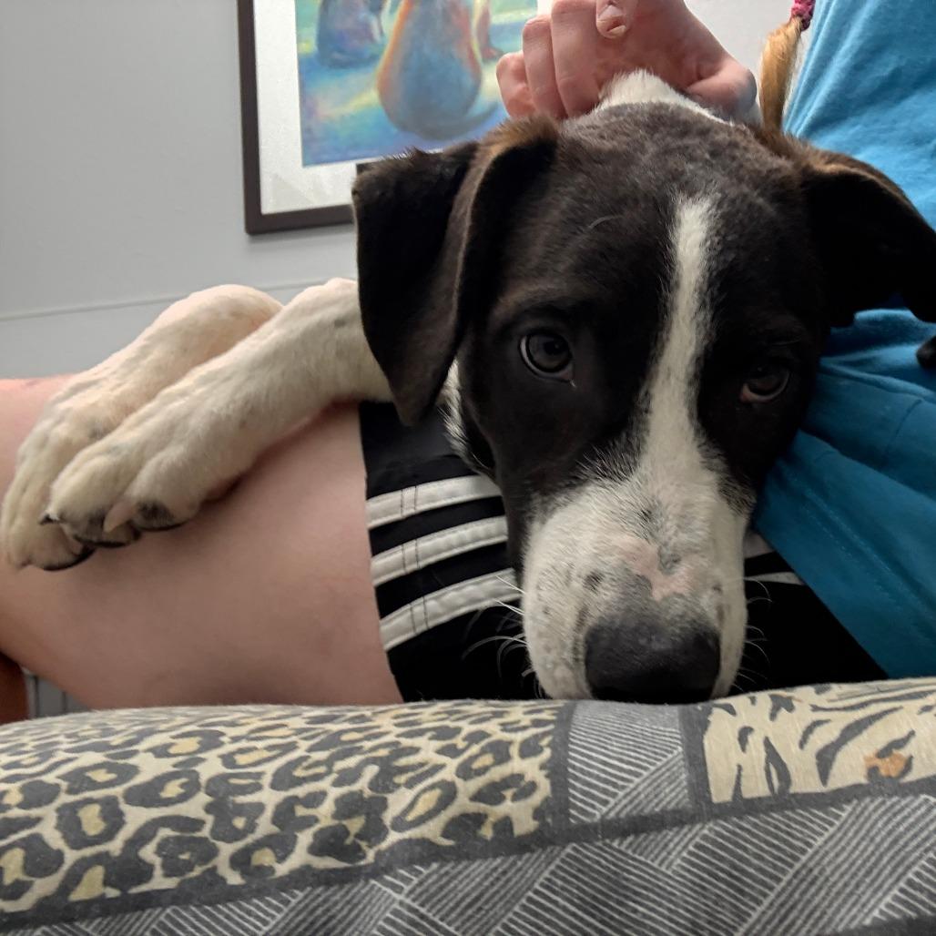 Enlarge Max, a ADOPTABLE mixed breed in Monticello, IA image 2/6