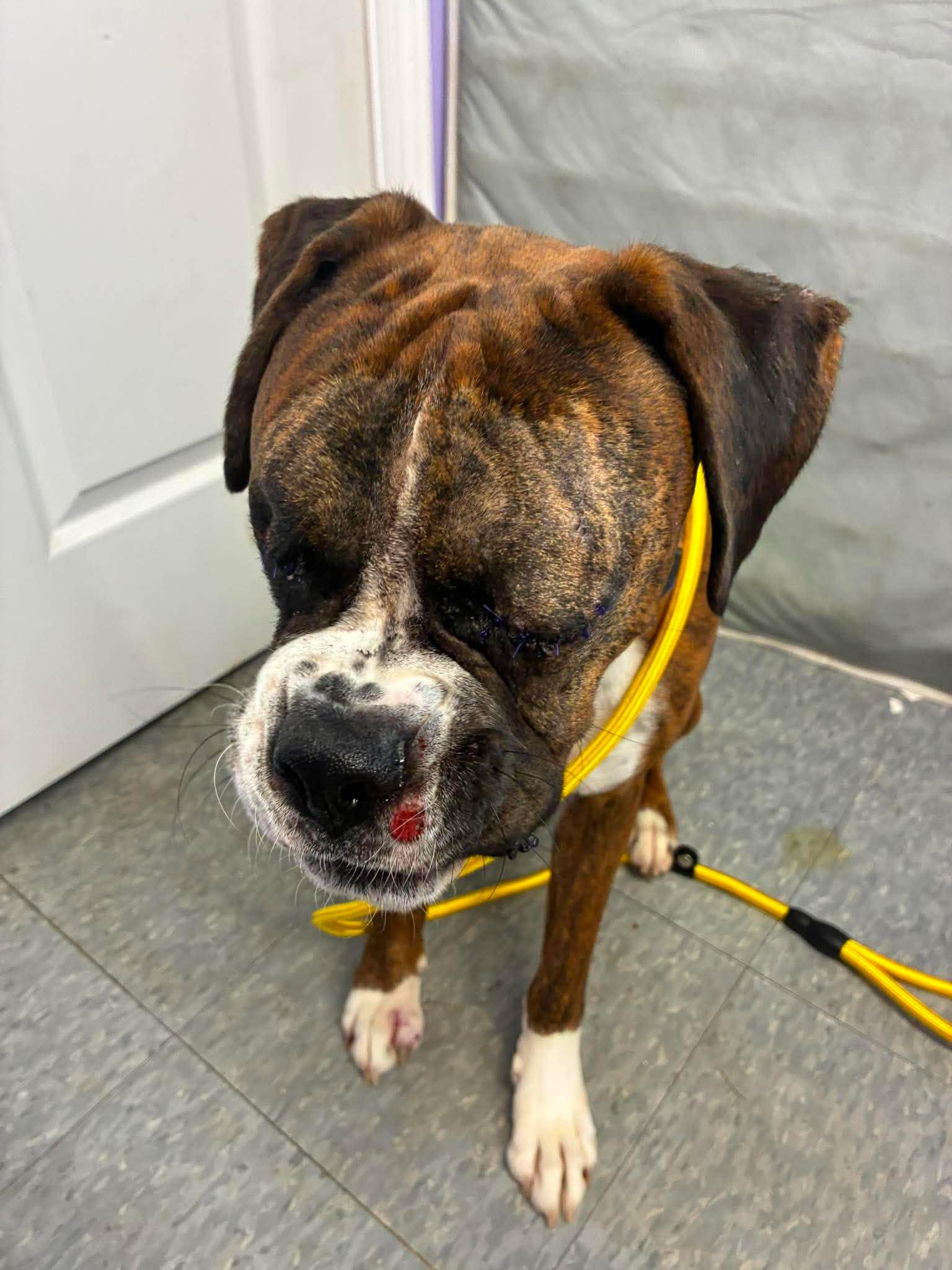 Spike, Adopted, Young Male Boxer.