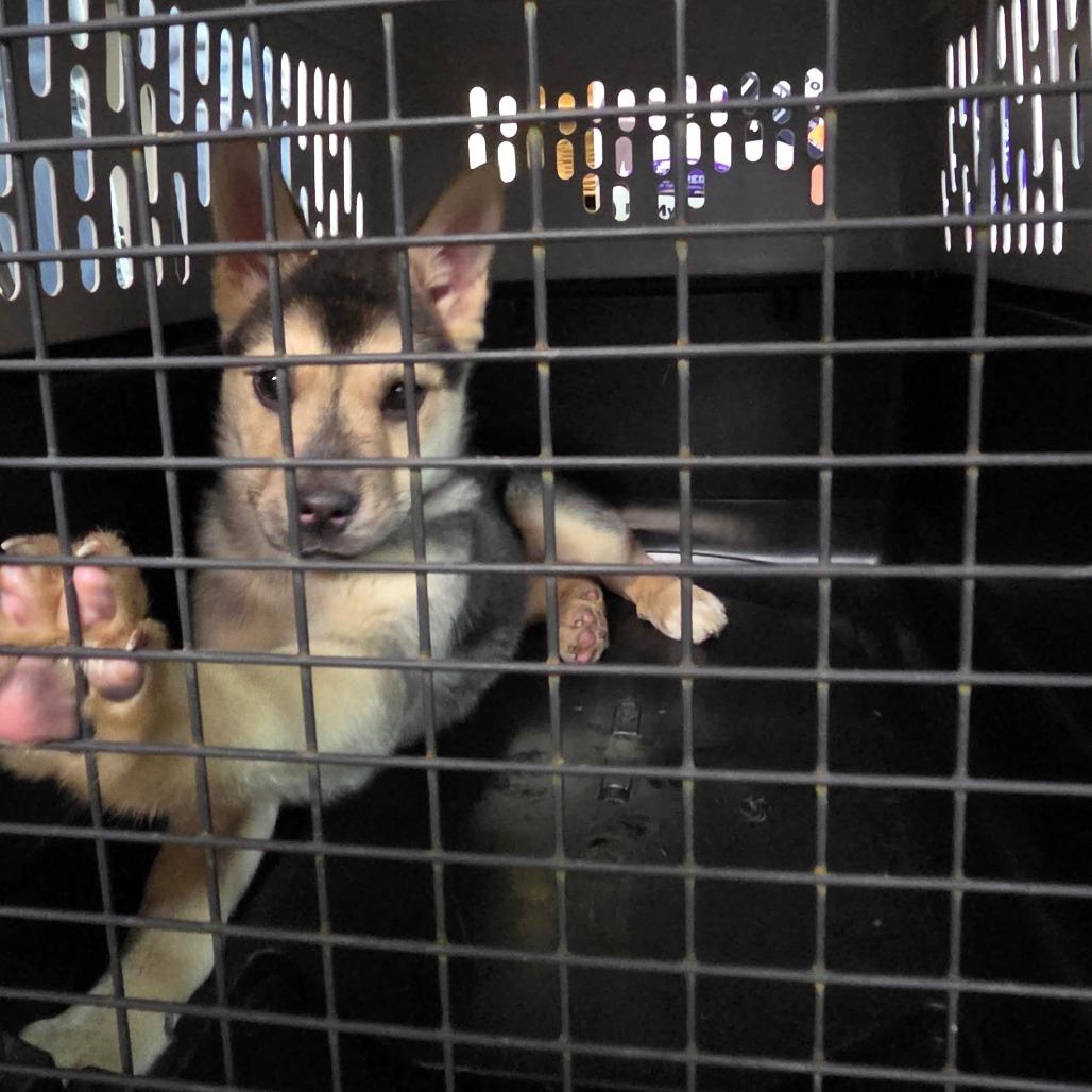 Enlarge Gemma, a Adoptable Shepherd in Allyn, WA image 1/5