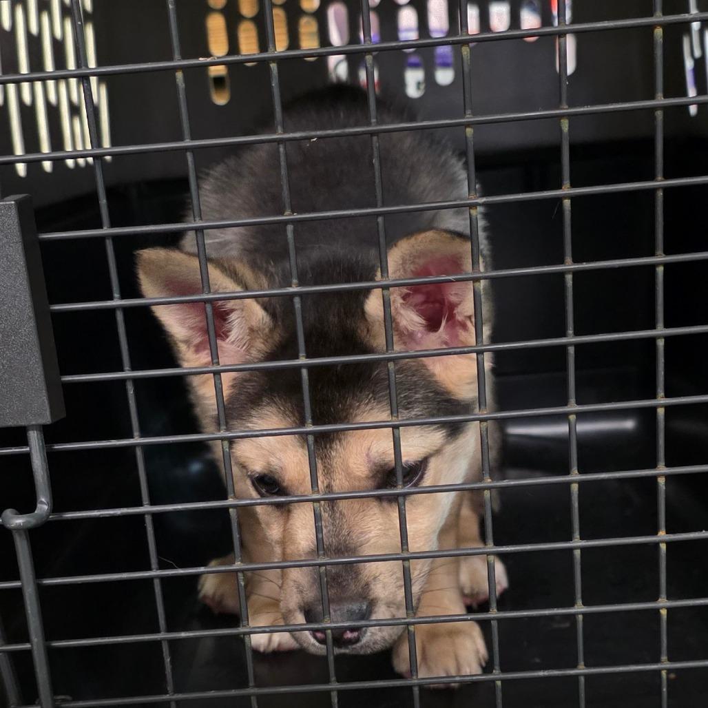 Enlarge Gemma, a Adoptable Shepherd in Allyn, WA image 3/5