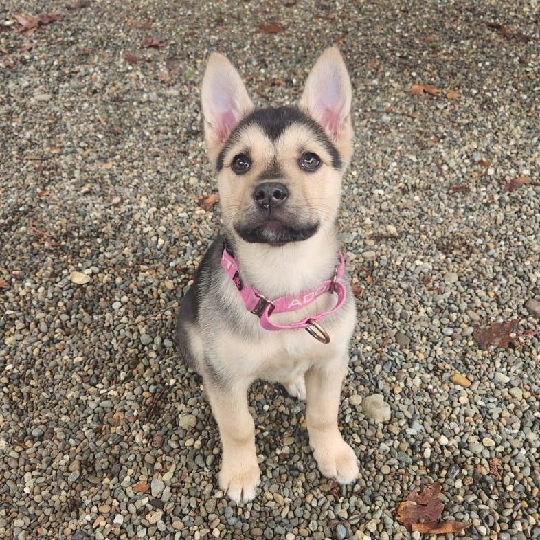 Enlarge Gemma, a Adoptable Shepherd in Allyn, WA image 4/5