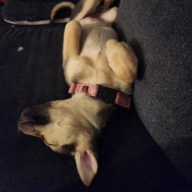 Enlarge Gemma, a Adoptable Shepherd in Allyn, WA image 5/5