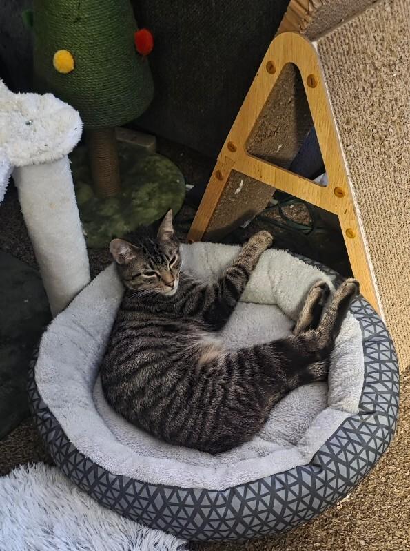 Enlarge Mercy, a Adoptable Domestic Short Hair in Adrian, MI image 1/6