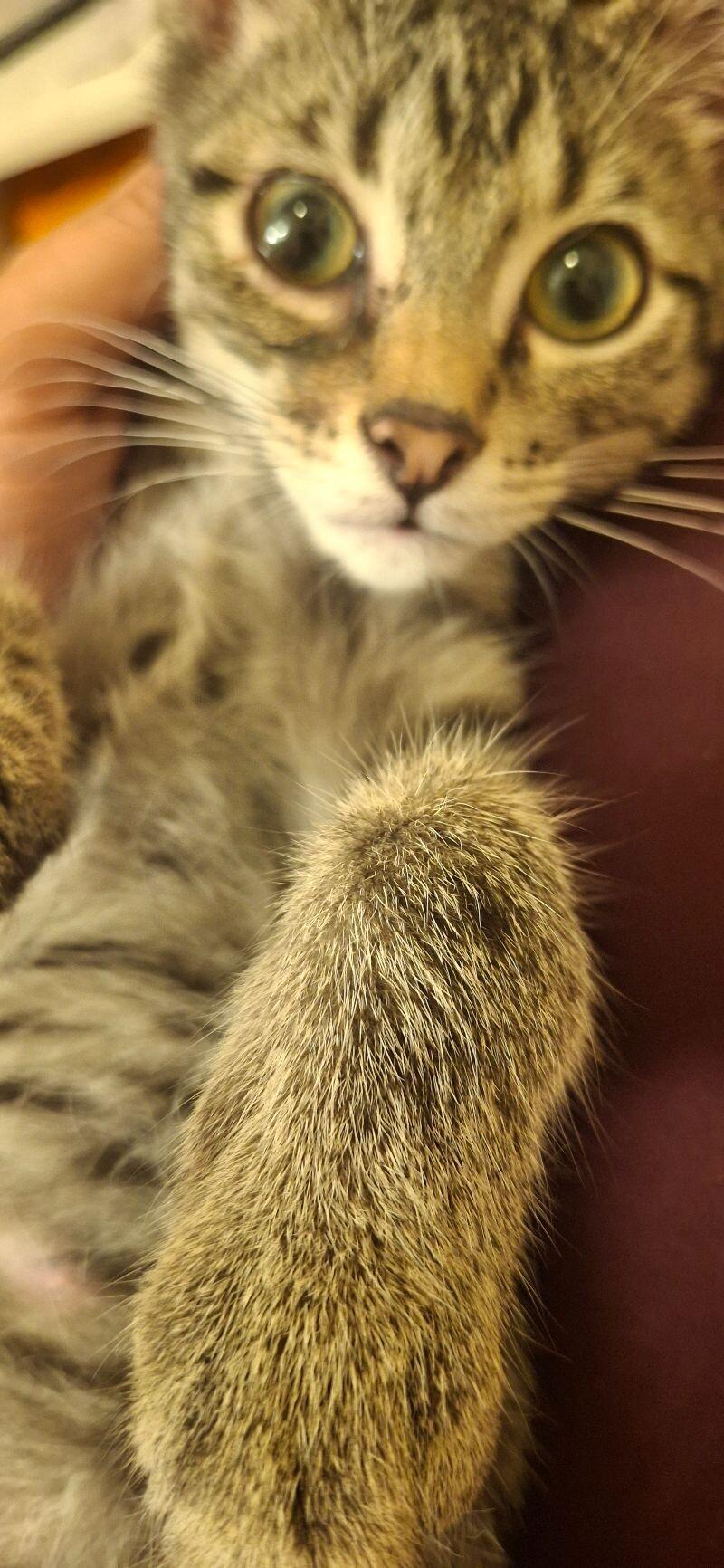 Enlarge Mercy, a Adoptable Domestic Short Hair in Adrian, MI image 2/6