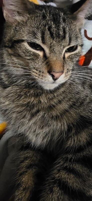 Enlarge Mercy, a Adoptable Domestic Short Hair in Adrian, MI image 3/6