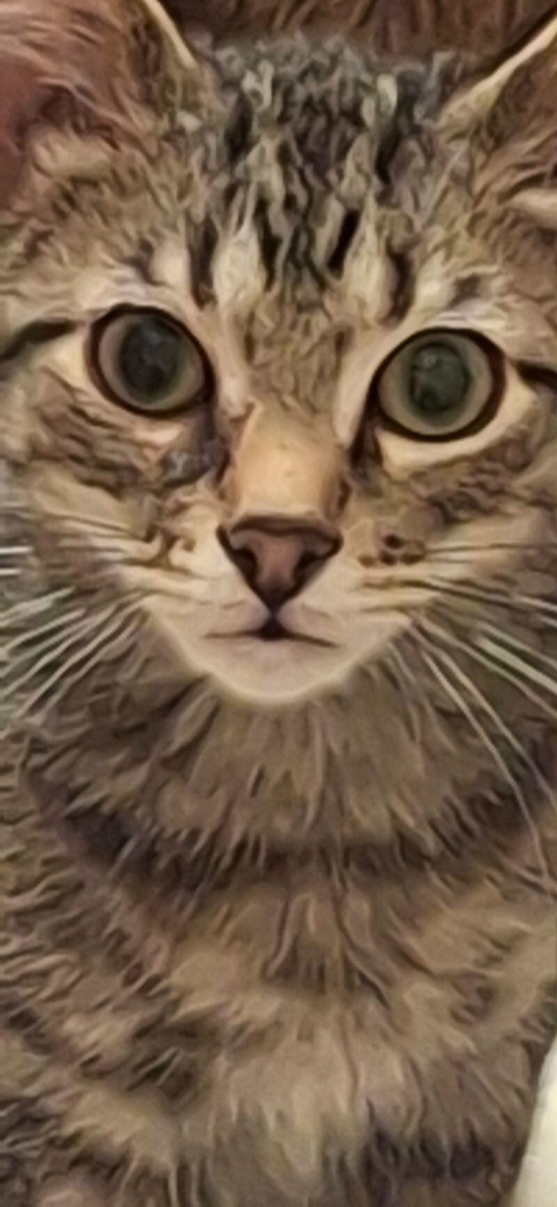 Enlarge Mercy, a Adoptable Domestic Short Hair in Adrian, MI image 4/6