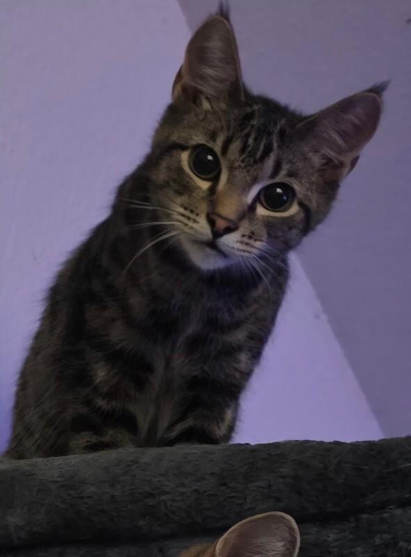 Enlarge Mercy, a Adoptable Domestic Short Hair in Adrian, MI image 5/6