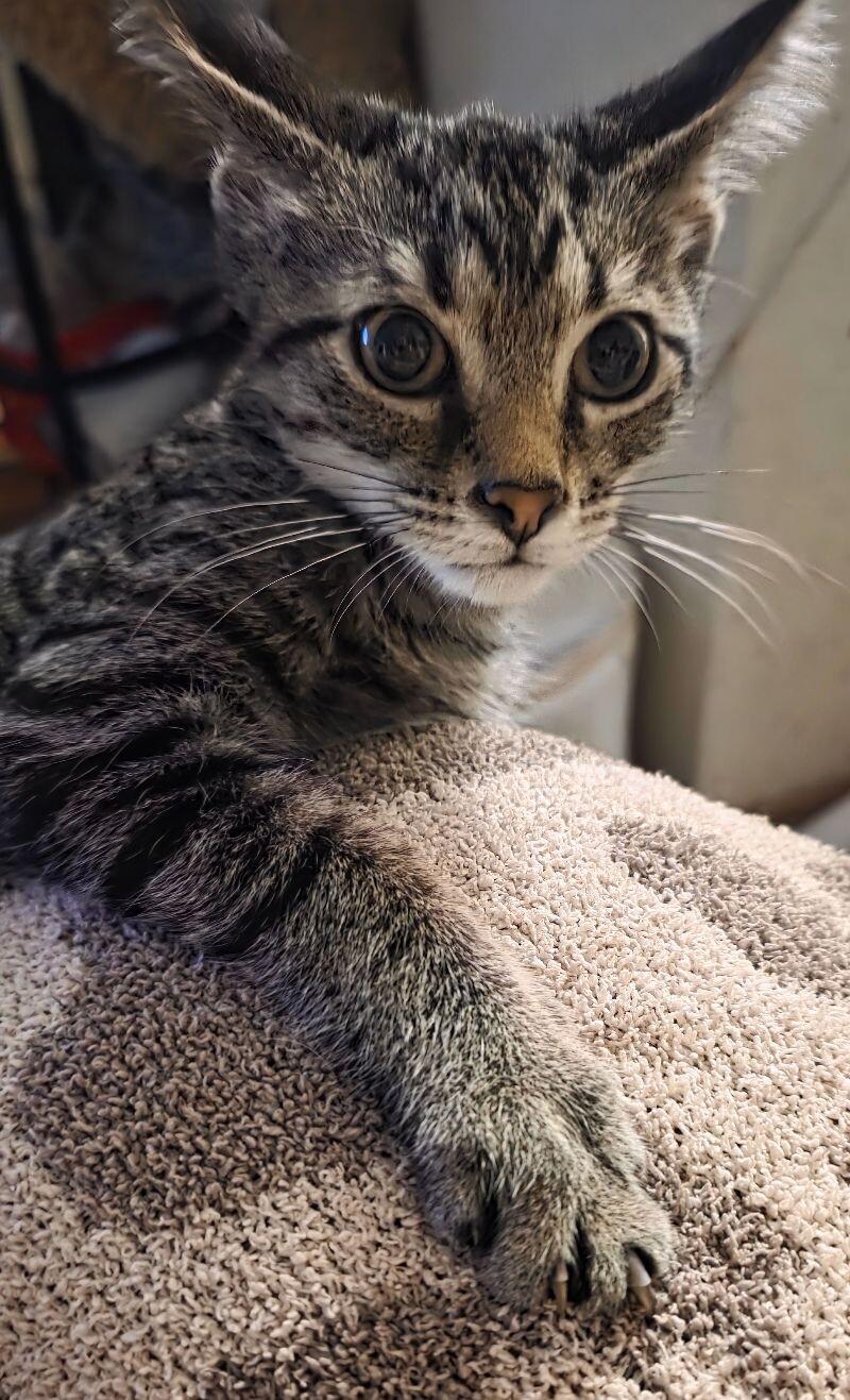 Enlarge Mercy, a Adoptable Domestic Short Hair in Adrian, MI image 6/6