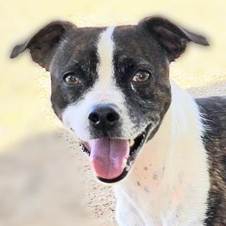 Enlarge Skedaddle, a Adoptable Mixed Breed in Wickenburg, AZ image 1/3