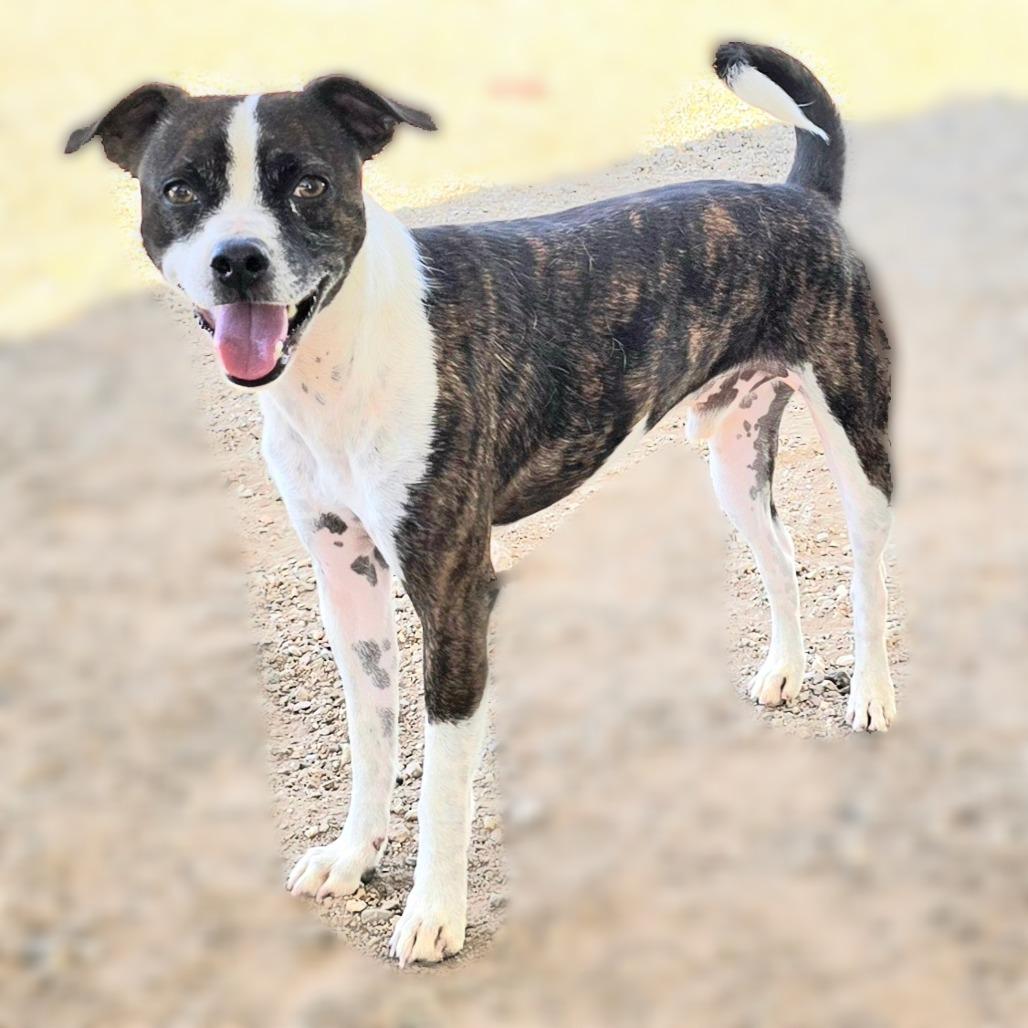 Enlarge Skedaddle, a Adoptable Mixed Breed in Wickenburg, AZ image 2/3