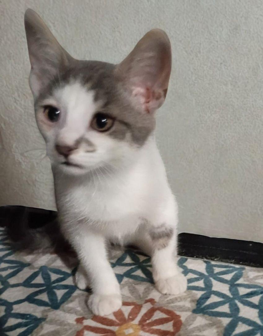 Enlarge Snow, a ADOPTABLE American Shorthair in Union City, NJ image 1/3