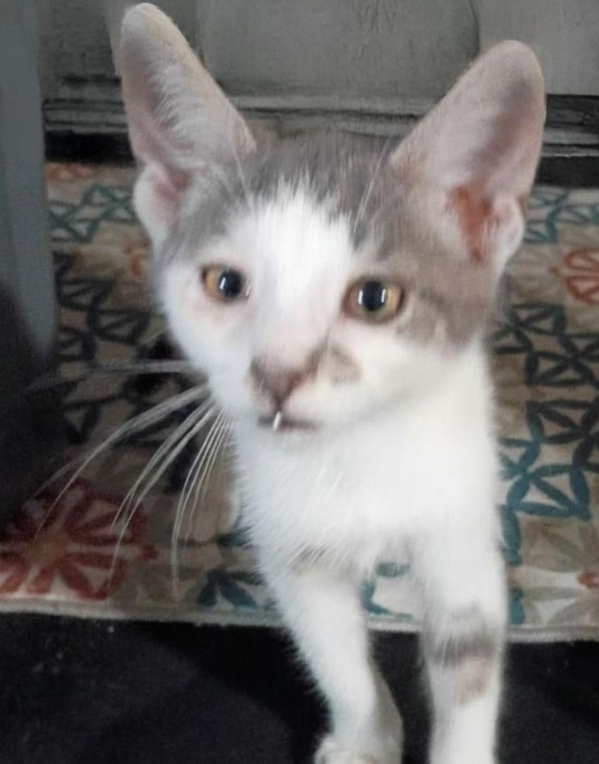 Enlarge Snow, a ADOPTABLE American Shorthair in Union City, NJ image 2/3
