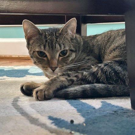 Enlarge Evelyn25, a Adoptable mixed breed in Youngsville, NC image 2/4